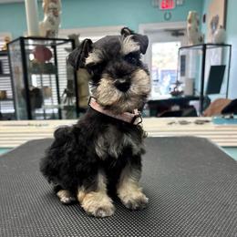 Bella - Salt and pepper female Miniature Schnauzer puppy in Lehigh Acres, Florida from Regency Schnauzer