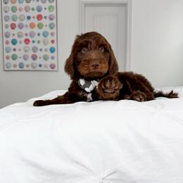 Hagrid - male Golden Mountain Doodle puppy in Murray, Utah from Good Looking Dogs
