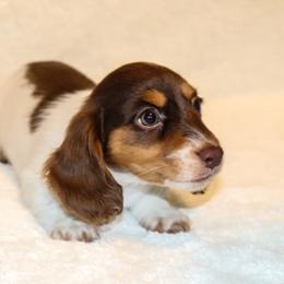 Charlotte 3500 - Piebald female Dachshund puppy in Coldwater, Mississippi from Mississippi Shorties Miniature Dachshunds