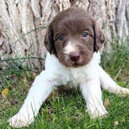 Patriot - Chocolate male Labradoodle puppy in Snowflake, Arizona from Az Mountain Doodles