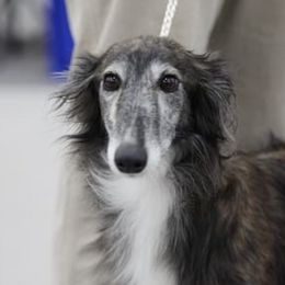 Silken Windhounds from Wind n Satin Sighthounds