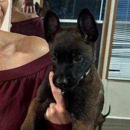 Grey - Red sable male Belgian Malinois puppy in Highland City, Florida from VonSal Kennels
