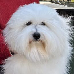 Cotons de Tulear from Musique Cotons