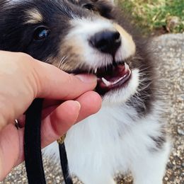 Shetland Sheepdog Puppies from Clermont