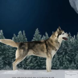 Kona - Siberian Husky
