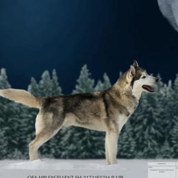 Kona - Siberian Husky