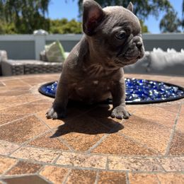French Bulldog Puppies from Churchill Frenchies