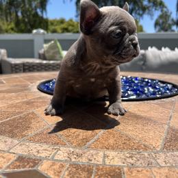 French Bulldog Puppies from Churchill Frenchies