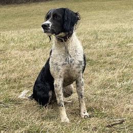 Chaucer - English Springer Spaniel