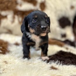 Boy 1 - Black and tan male Dachshund puppy in Amesbury, Massachusetts from Fox Hill Farm & K9