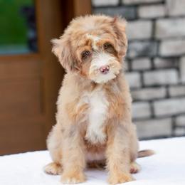 Spicy - Chocolate merle female Bernedoodle puppy in Dundee, Ohio from Down Home Doodle