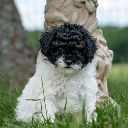 Tucker - Black and white male Cavapoo puppy in Gurdon, Arkansas from Franklin Ranch Pups