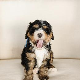 'Half-pipe' Blue Collar Male - Tri-color male Bernedoodle puppy in Kamas, Utah from A + E Farms