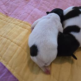Toy Fox Terrier Puppies from Kitsune