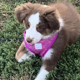 Miniature Australian Shepherd Puppies from Copper Line Aussies