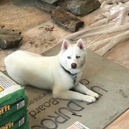 Mucks  - Pomsky