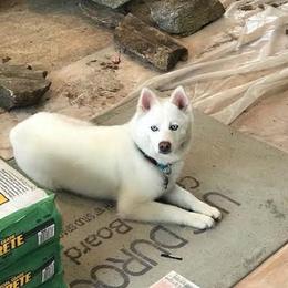 Mucks  - Pomsky