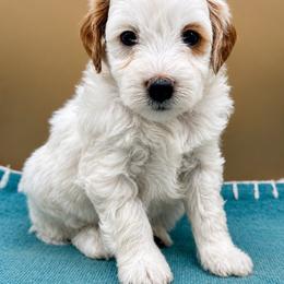 Mojito - Parti female Goldendoodle puppy in Hendersonville, North Carolina from Kim's Cove
