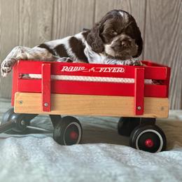 Smoky - Brown roan male Cocker Spaniel puppy in Salt Lake City, Utah from Sego Lily Cockers