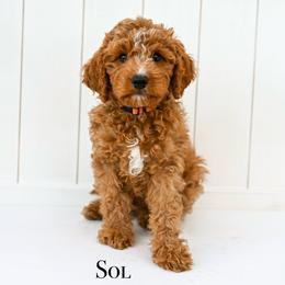 Sol - Red male Cavapoo puppy in Tucson, Arizona from Sun Valley Goldendoodles