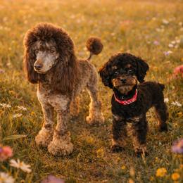 Poodle puppies from Sutton Place Doodles