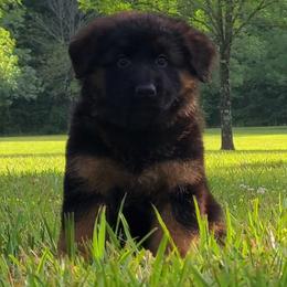Blue Collar - Male - Black and red male German Shepherd puppy in Charlotte, North Carolina from Zuflucht K9s