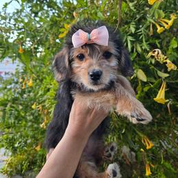 Lucky - Phantom female Assorted Doodle Crosses puppy in Maricopa, Arizona from Pretty Poo