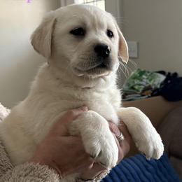 Light Purple - Yellow female Labrador Retriever puppy in Virginia Beach, Virginia from Viklan Labradors