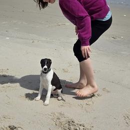 Whippet Puppies from Hertzog  Whippets