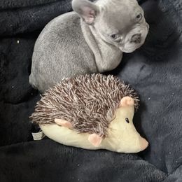 French Bulldog Puppies from The three little frenchies
