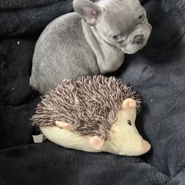 French Bulldog Puppies from The three little frenchies