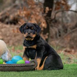 Red Male - Black and mahogany male Rottweiler puppy in Humble, Texas from Inexorable Haus Early Rotts