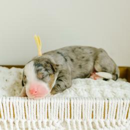 Cleo - female Australian Mountain Doodle puppy in Spanish Fork, Utah from K Brand Doodles