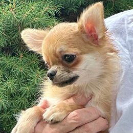 Leon - Black sabled fawn male Chihuahua puppy in Allentown, Pennsylvania from Tsunami Cockers & Chihuahuas