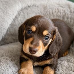 Rufus - Chocolate and tan male Dachshund puppy in Salem, Oregon from Longdox Mini Dachshunds