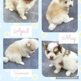 Pomeranian and Pomsky Puppies from Southern Poms of Texas