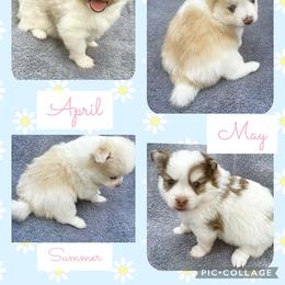 Pomeranian and Pomsky Puppies from Southern Poms of Texas