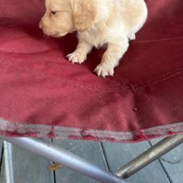 Heimdall - Dapple male Dachshund puppy in Conroe, Texas from Dots Dachshunds