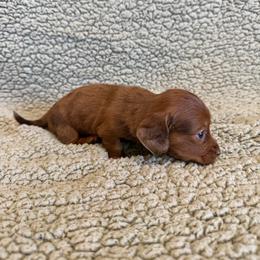 Truffle - Dapple female Dachshund puppy in Pollok, Texas from Magnolia Kennels