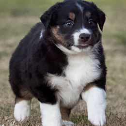 Miniature Australian Shepherd Puppies from Sand Dollar Aussies