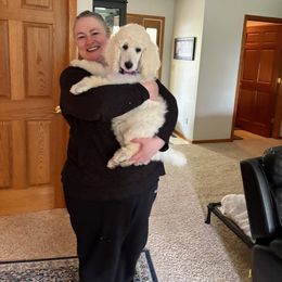 Ceres Nick Name - White female Poodle puppy in Ainsworth, Nebraska from Cedar Grove Standard Poodles