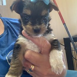 Girl 3 1400 - Black and tan female Yorkshire Terrier puppy in Douglas, Georgia from Southern Georgia Yorkies