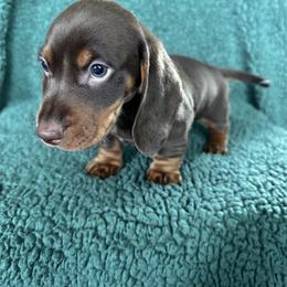 Dachshund Puppies from 2 Knights Doxies