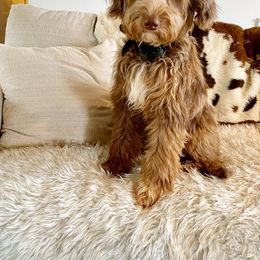 Aussiedoodle All Grown Up from Aspen Mountain Doodles LLC