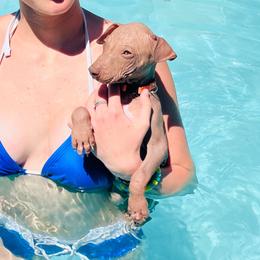 Cappuccino - Chocolate male American Hairless Terrier puppy in Sacramento, California from Gold Rush Kennels