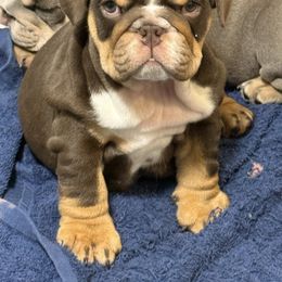 Girl 3 Blue - Chocolate tri-color female Bulldog puppy in Cumming, Georgia from Happy Place Kennels