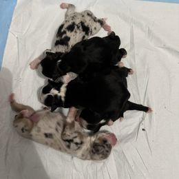Toy Australian Shepherd puppies from Cherry Grove Kennel