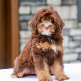 Rascal (chocolate) - Chocolate merle male Bernedoodle puppy in Dundee, Ohio from Down Home Doodle