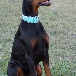 Doberman Pinschers from Key To My Heart Dobermans