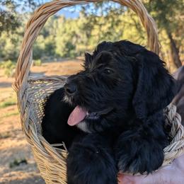 Jasmine - Black and white female Bernedoodle puppy in Mariposa, California from Ginger & Spice Farm Puppies